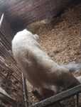 Knur rasy mangalica