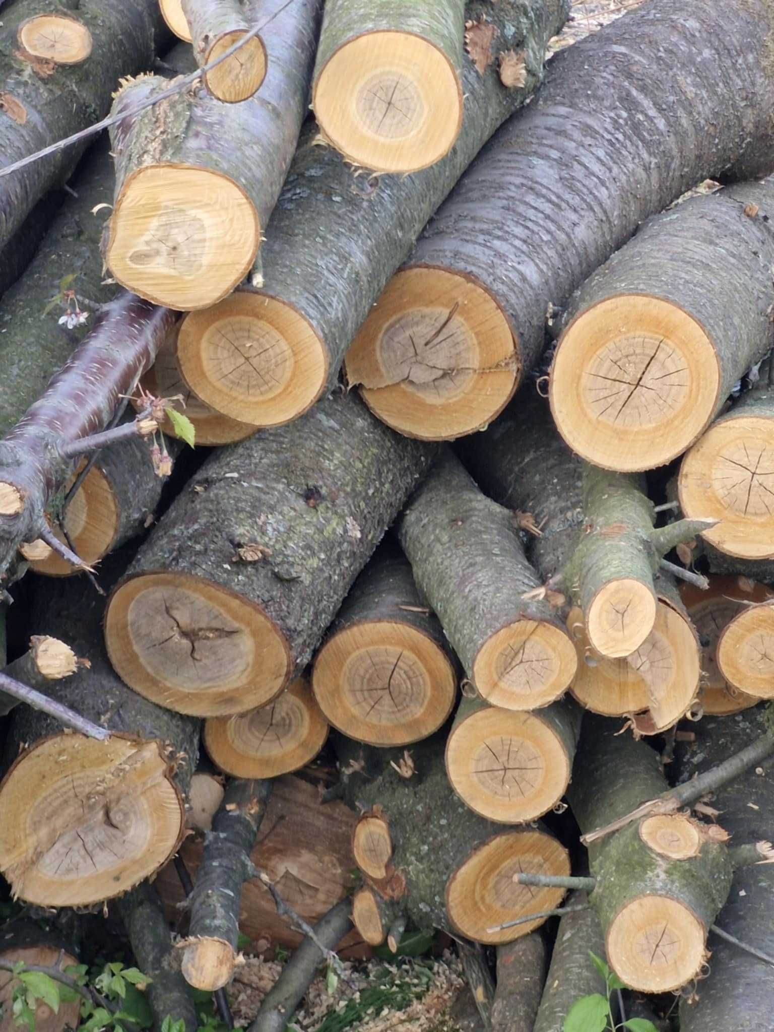 Sprzedam drewno owocowe i opałowe