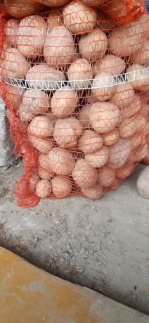 Ziemniaki paszowe gruby 50 gr/kg
