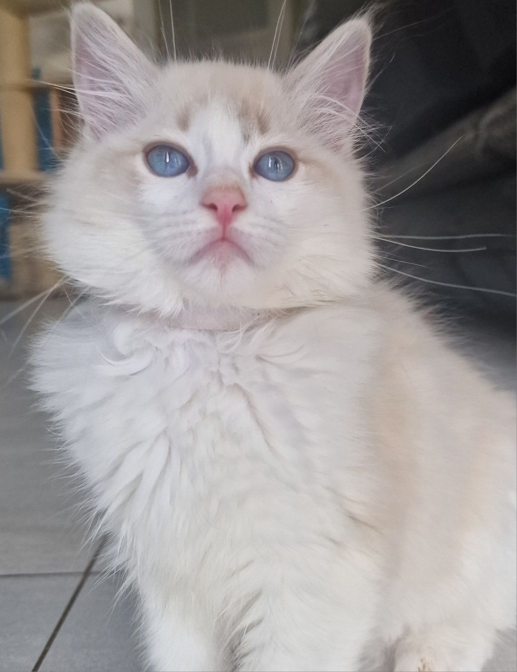 Kotka Ragdoll blue bicolor lynx
