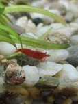 Krewetki neocaridina bloody mary
