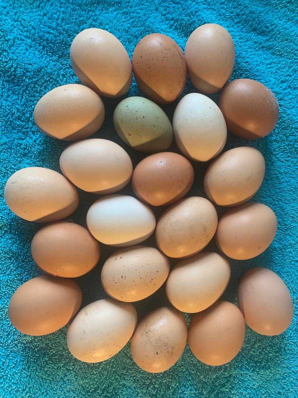 Яйця курячі куряче яйце