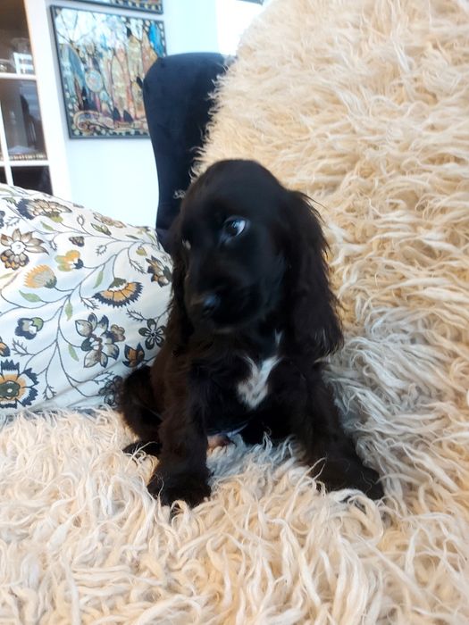 Cocker Spaniel Angielski