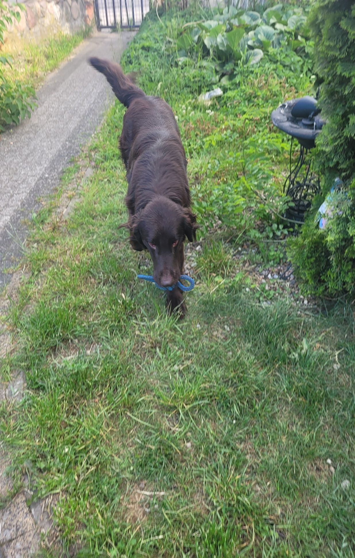 Flat Coated Retriever FCI
