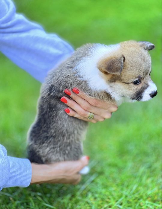 Вельш корги пемброк