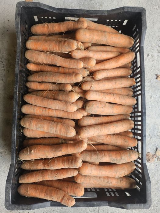 Marchew i pietruszka