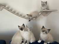 Kotki Kocięta syberyjskie Neva Masquerade miziaste