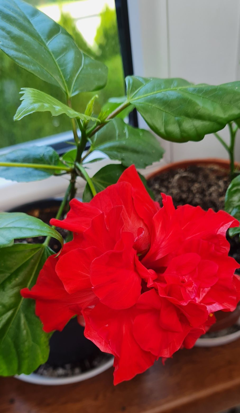 Hibiskus czerwony piękny młody kwiatek