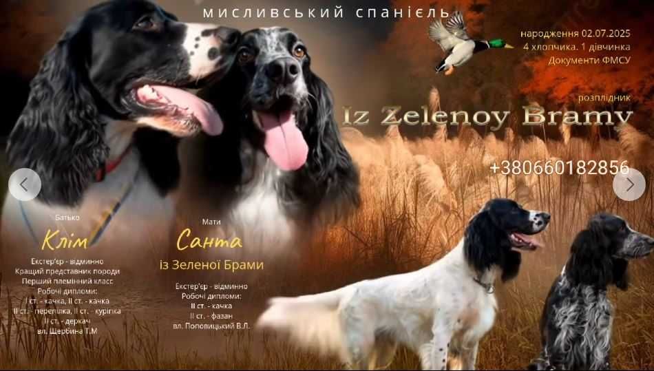 Мисливський російський спаніель:  є чотири хлопчики!