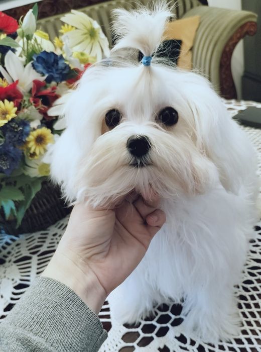 Chłopiec maltańczyk z 3 szczepieniami.