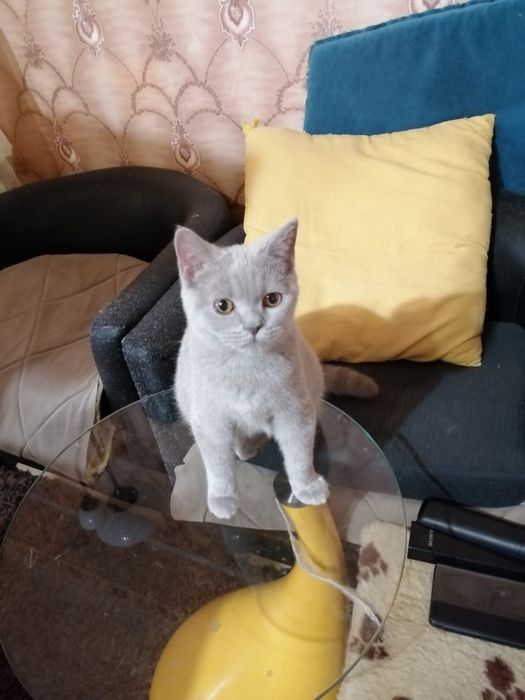 Piękne kocieta Brytyjskie z rodowodemFPL