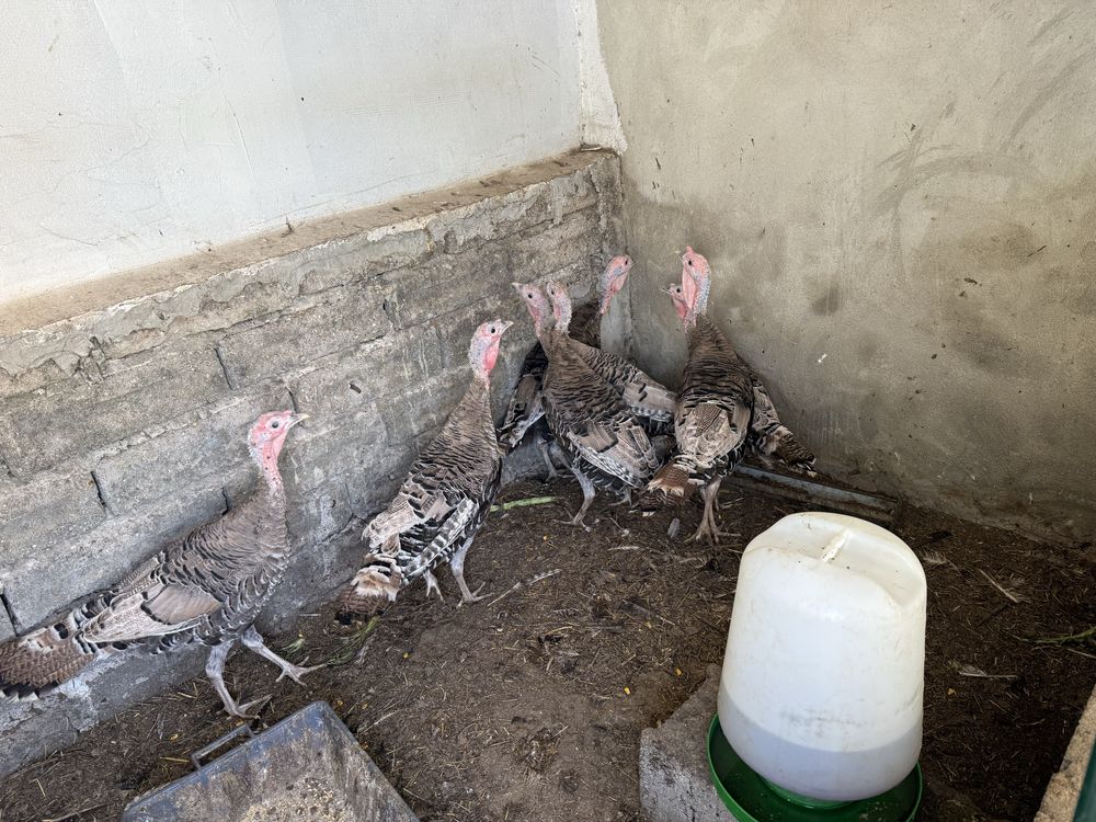 Perua criados no campo