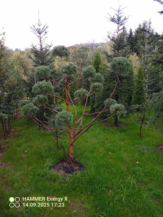 Bonzai-sosna pospolita "Watereri"