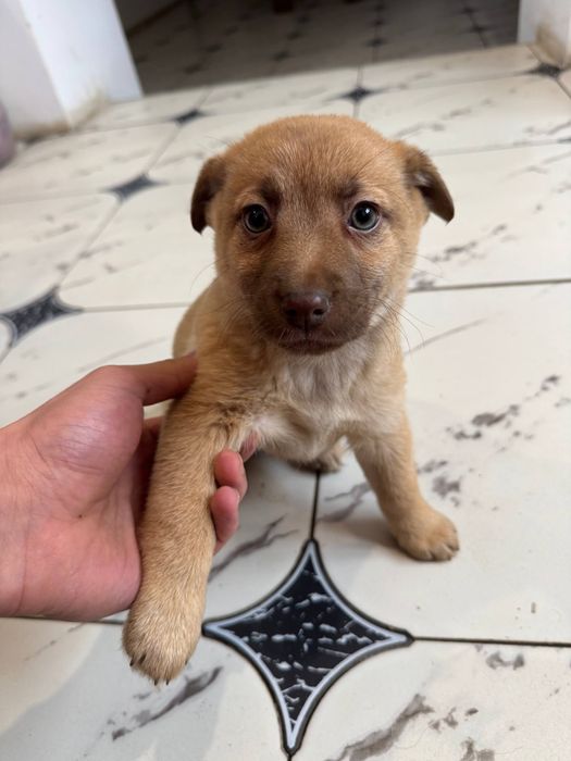 Віддам у добрі руки собачку-дівчинку!