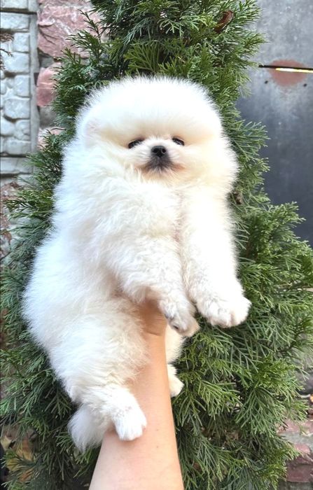 Біле ведмежатко померанський хлопчик с коротким носиком