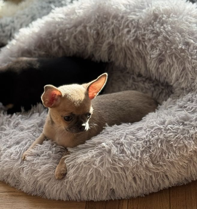 Sprzedam Suczkę Chihuahua