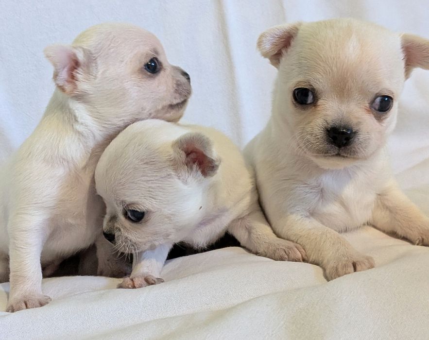 Chihuahua krótkowłosy FCI