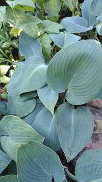 Hosta niebieska dwa rodzaje