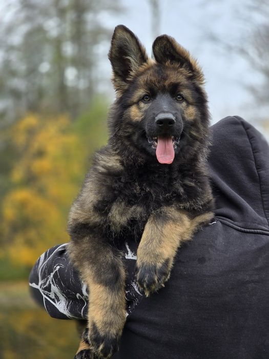 Owczarek Staroniemiecki - Piesek - do odbioru - 11 tygodni