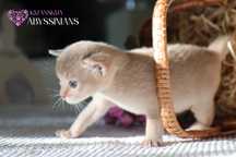 Абиссинская кошка мальчик фавн