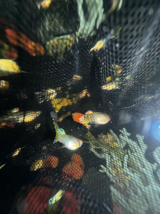 przepiękne gupiki o wyjątkowych ubarwieniach