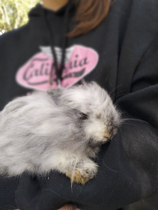 Coelhos anões bebes