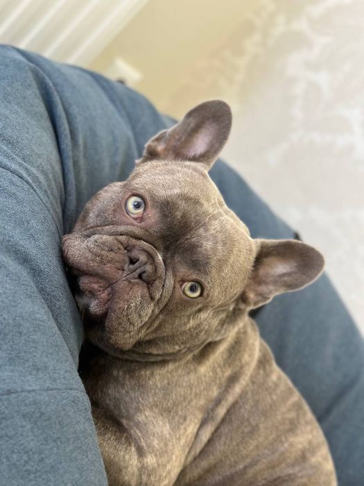 Французский бульдог