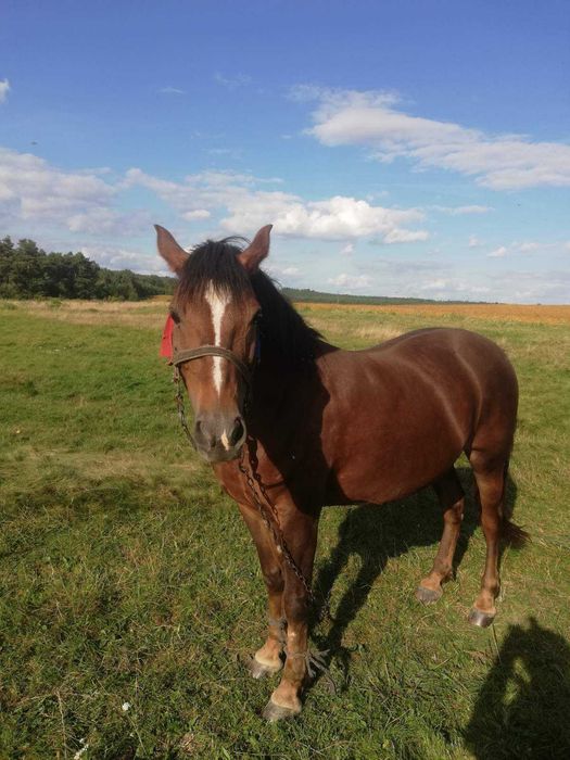 Продається кобила. Спокійна, 10 років