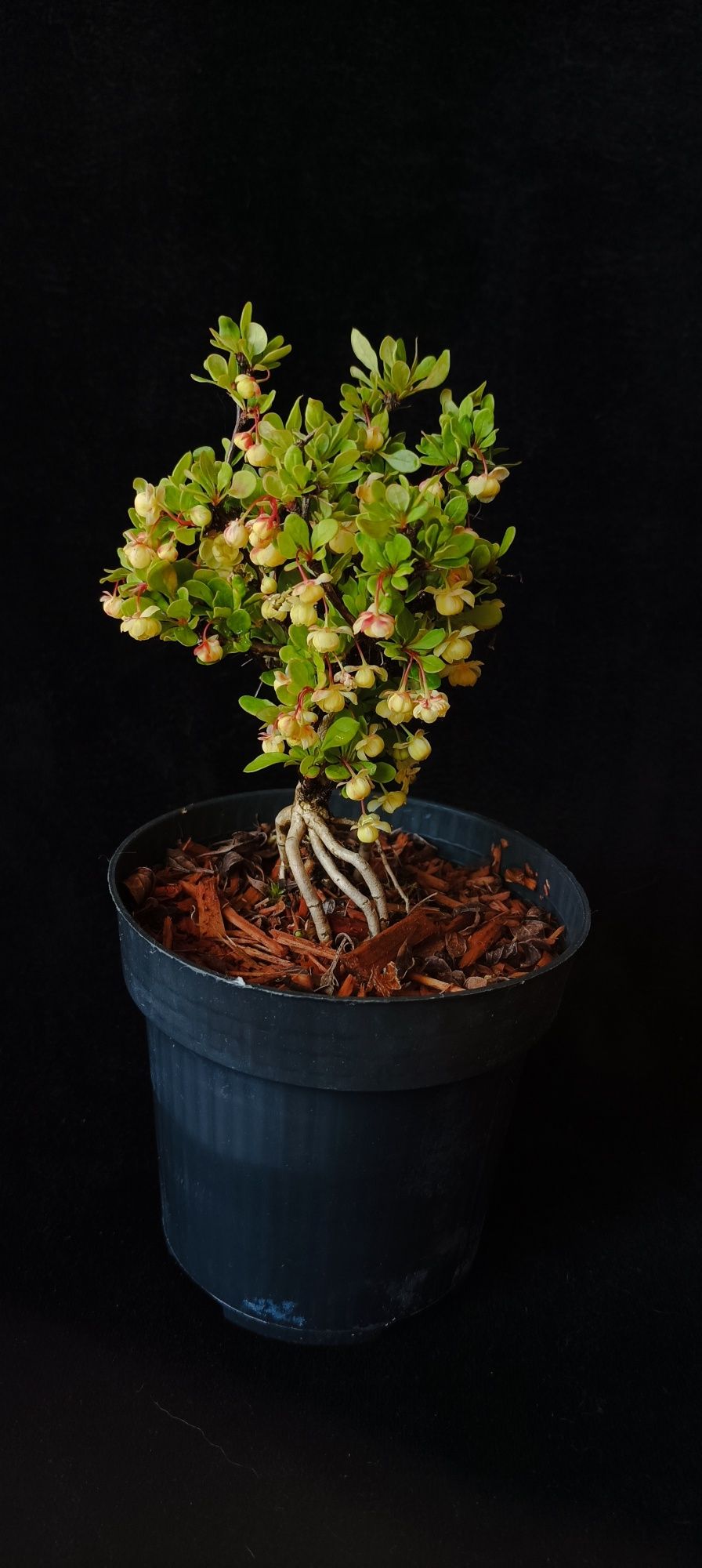 Berberys BONSAI prebonsai