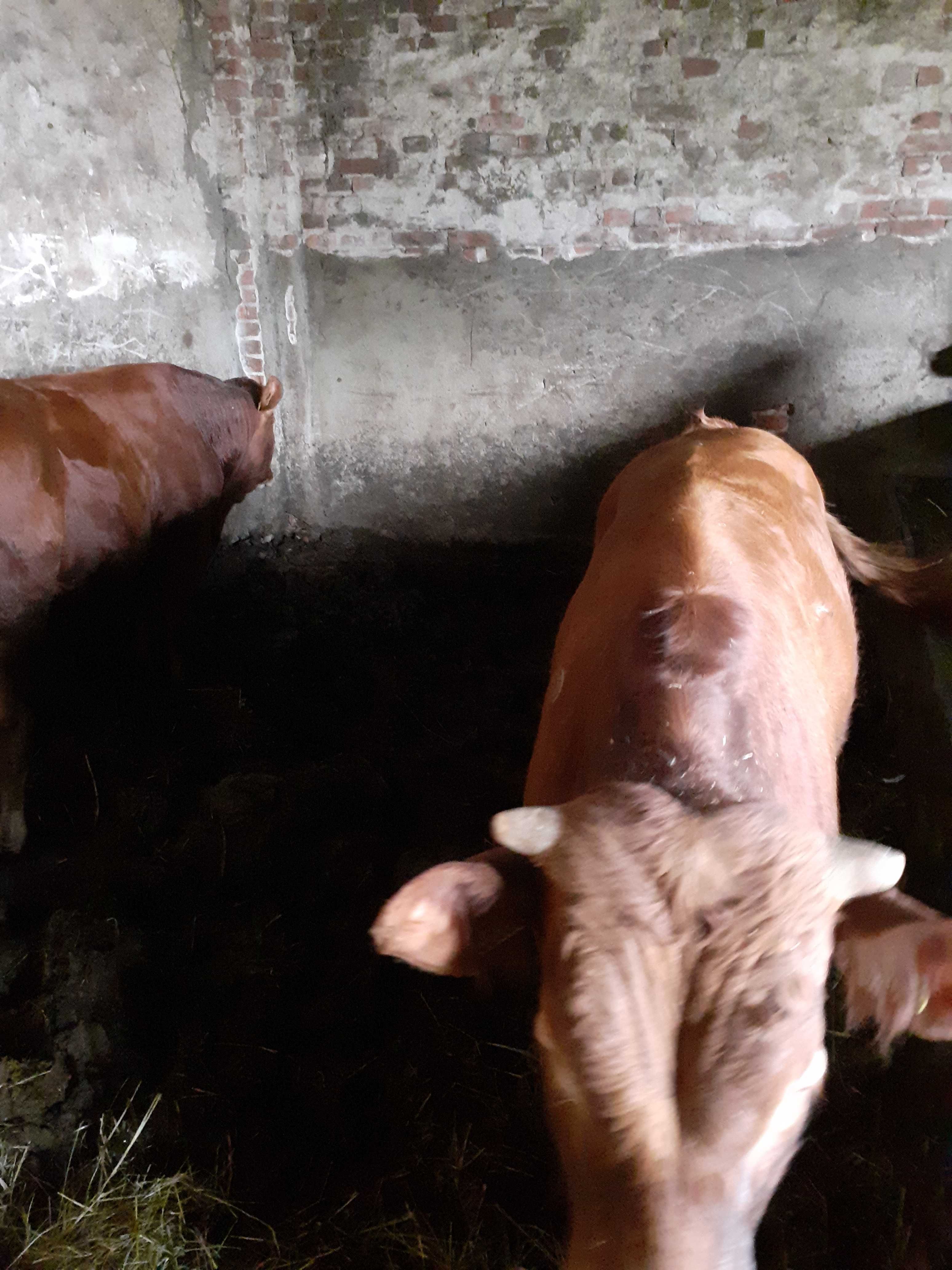 Byki mięsne, półroczne, 200-250 kg, 2 sztuki