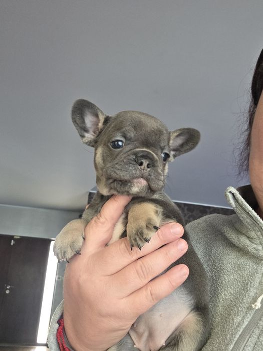 Bulldogue francês blue tan