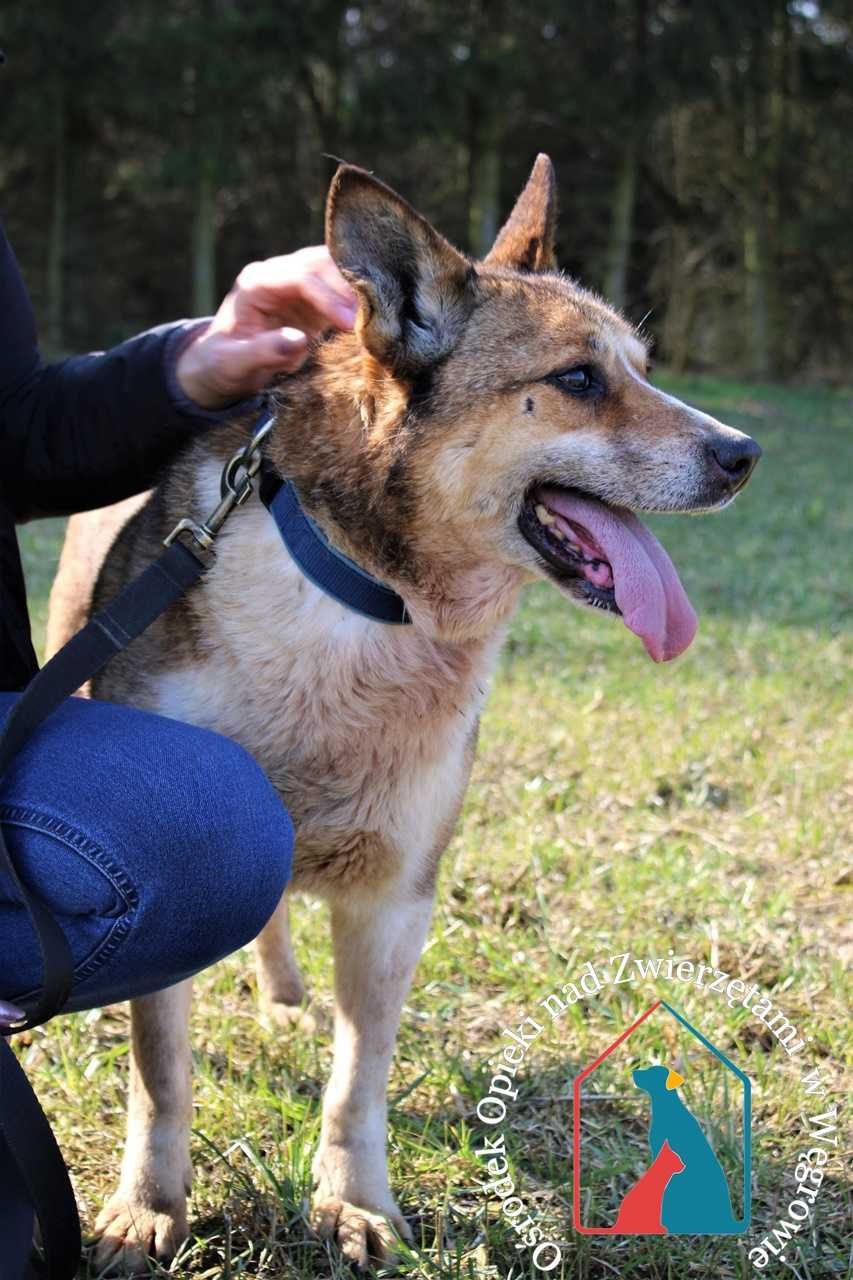 Sunia Reszka  szuka domu! Adoptuj!