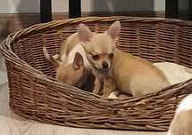 Chihuahua piesek