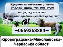 Корови Телиці на тримання на ферму