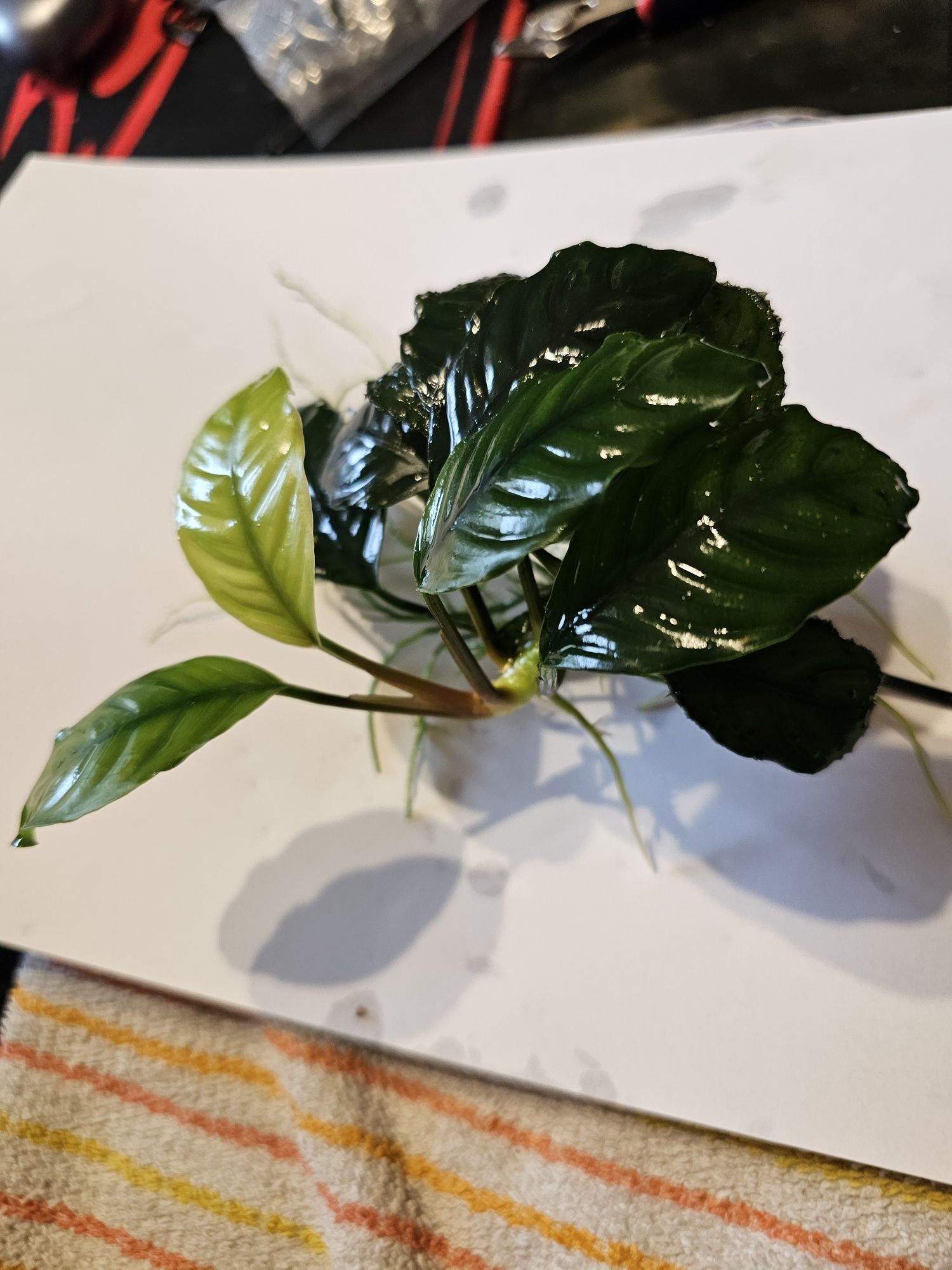 Anubias hastifolia