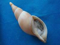Muszle morskie- Neptuneopsis gilchristi