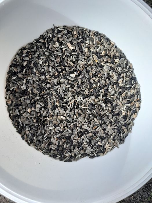 Słonecznik ozdobny nasiona