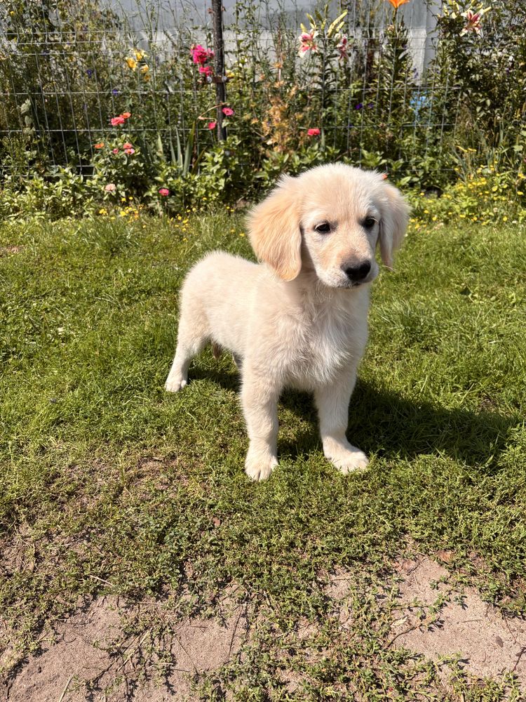 Golden Retriever Piesek