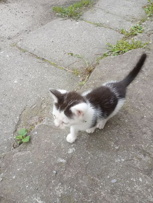 6 młodych kotków nie wykastrowanych do przygarnęcia za darmo.