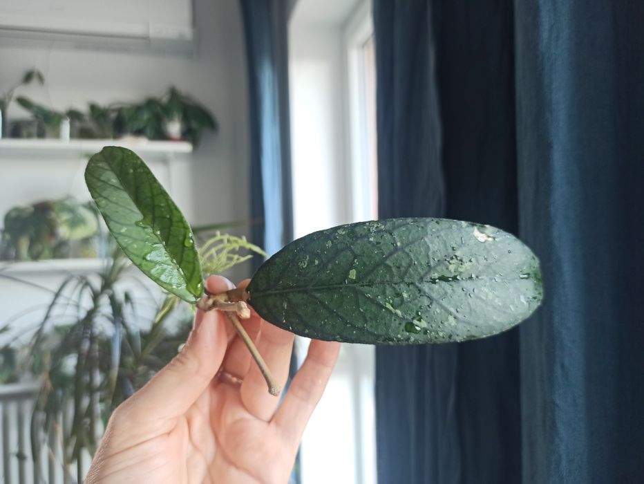 Hoya sp Sumatra hoja