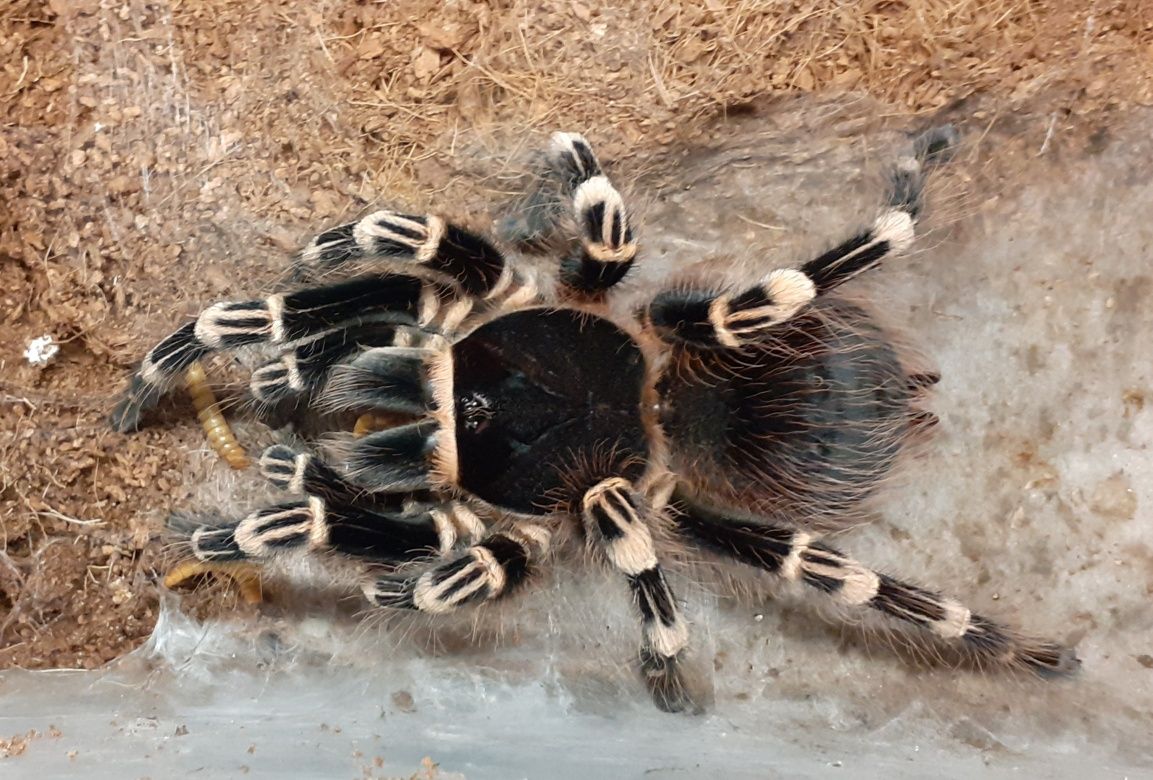 Duży ptasznik białokolanowy samica Acanthoscurria geniculata