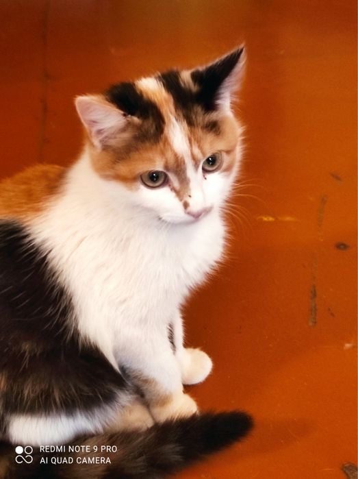 Гарненькі котики