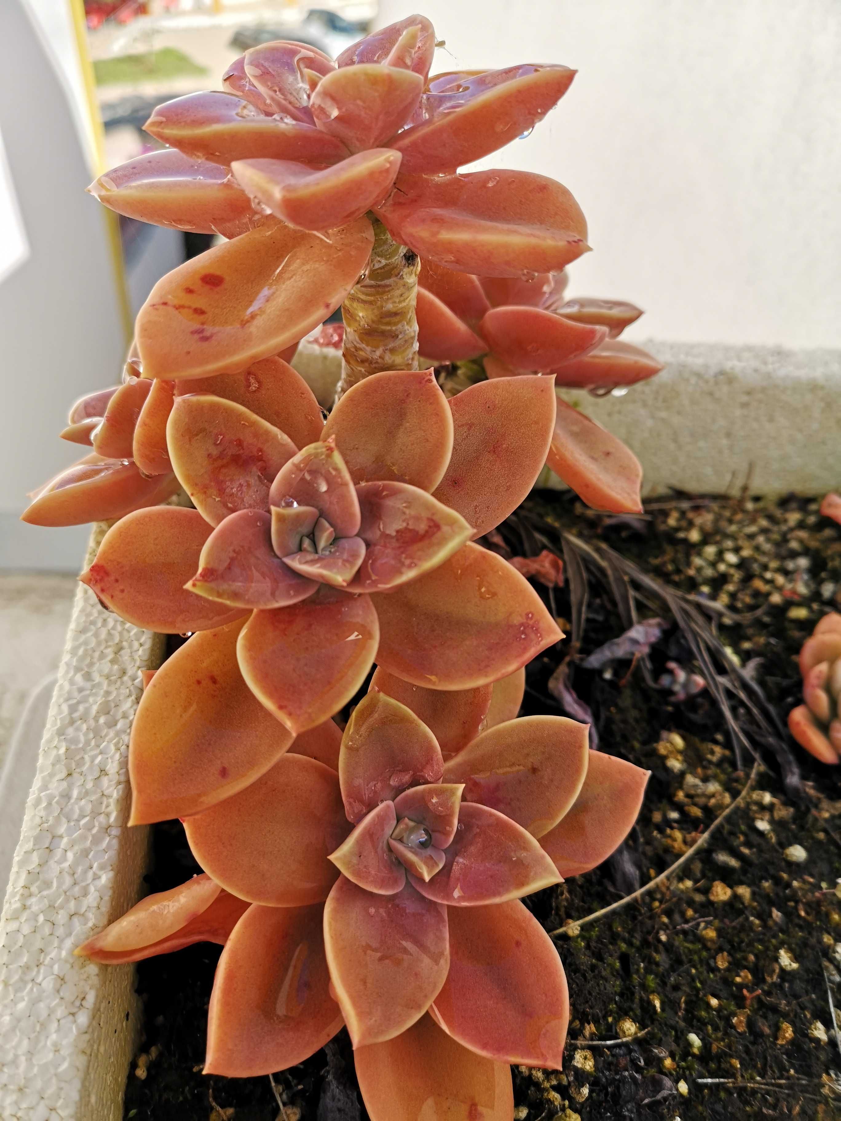 Suculenta Echeveria Fred Ives