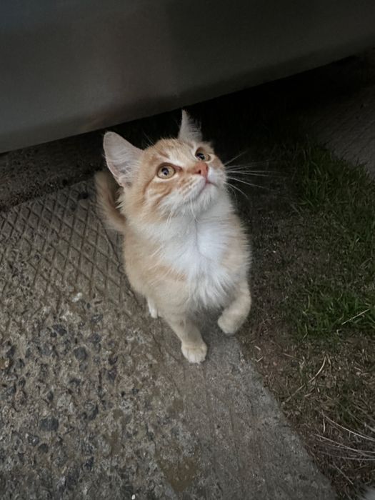 Срочно! Наймиліші грайливі кошенята, хлопик  та дівчинка 4 місяця!