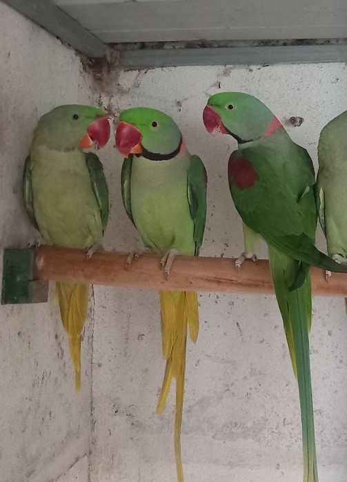 Grandes Alexandrinos