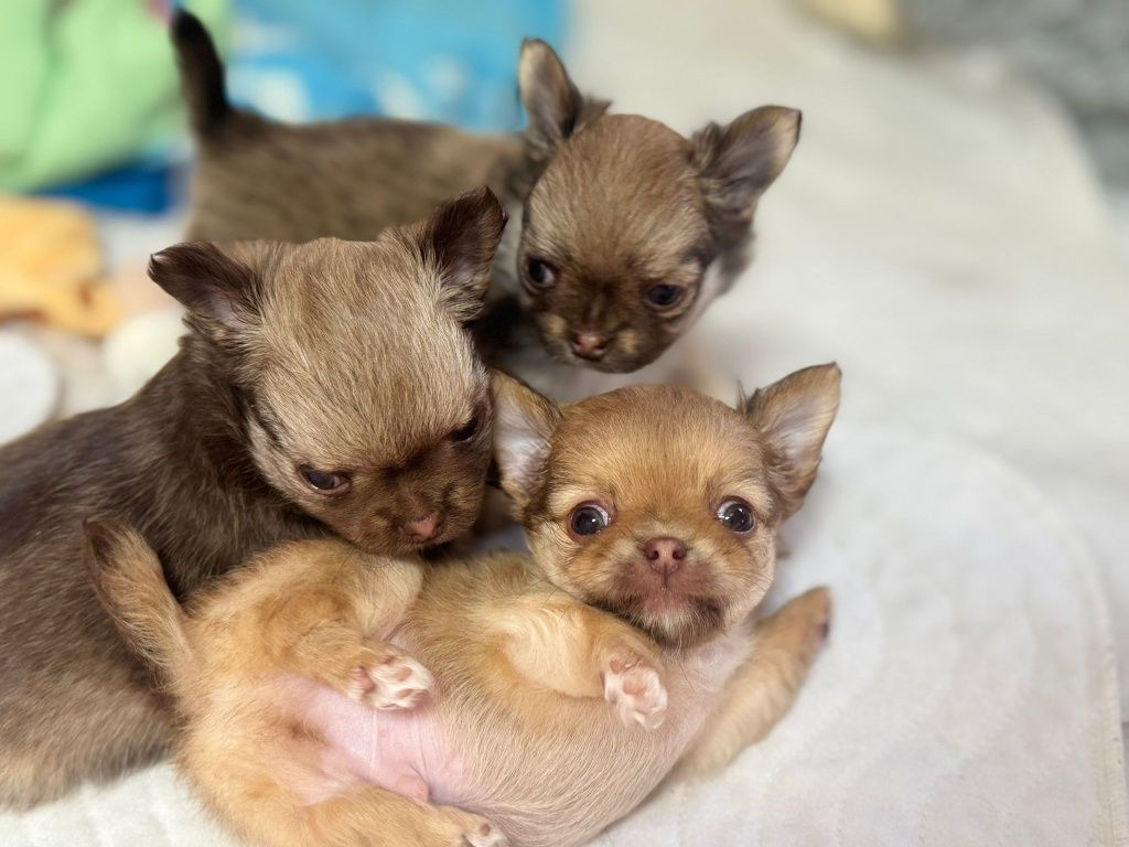 Chihuahua długowłosy fci