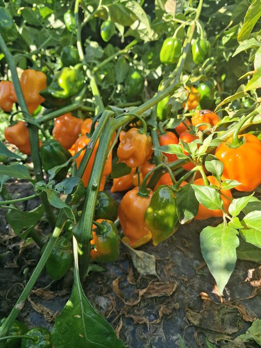 Продам перець хабанеро