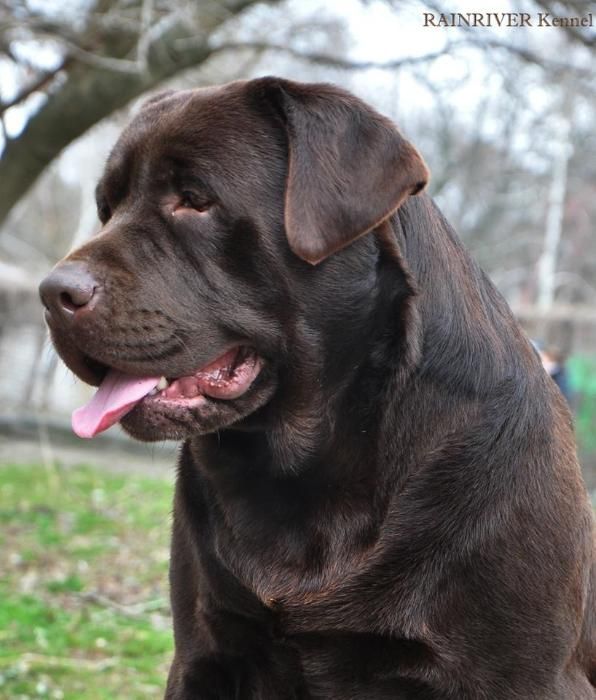 Шоколадная девочка породы лабрадор.