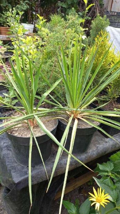 Продам розмарин,юкку,ивы,дуб,инжир,орех,жасмин,форзицию,гибискус,розы