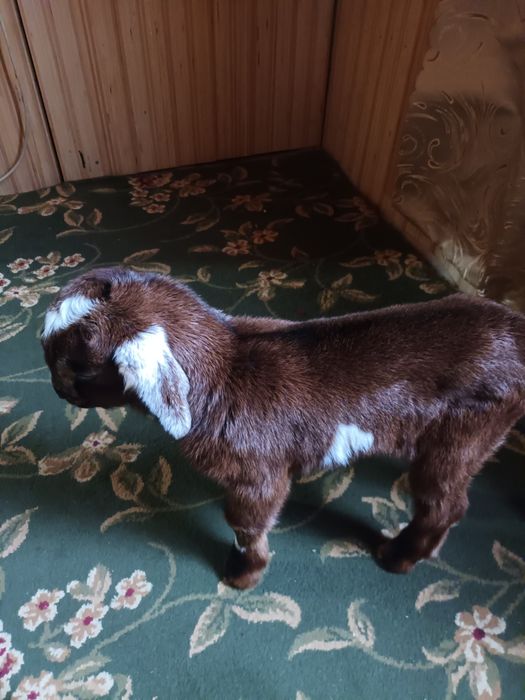 Продам маленького козлика англонубійської породи